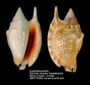 Euprotomus bulla (7)